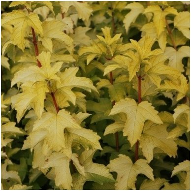 Putinas paprastasis 'Anny's Magic Gold' C5 4