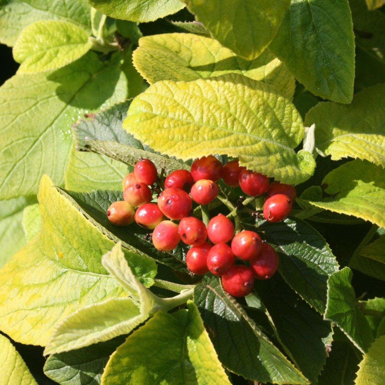 Калина viburnum. Калина гордовина Aureum. Калина гордовина Viburnum Lantana. Калина гордовина Ауреум. Калина гордовина Ауреа.