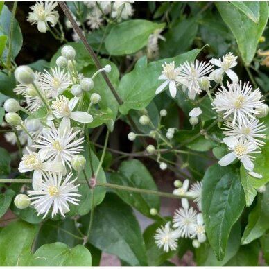 Clematis vitalba C5