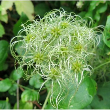 Clematis vitalba C5 2