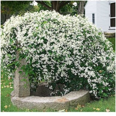 Manchurian clematis C5 2