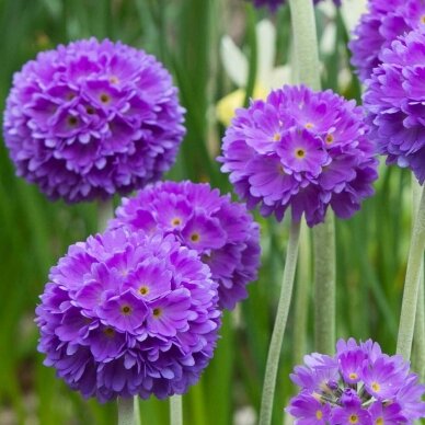 Drumstick Primrose 'Corolla Blue', C2