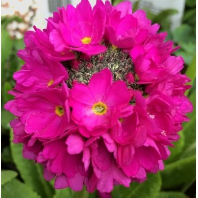 Drumstick Primrose 'Corolla Deep Rose', C2