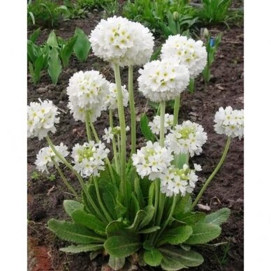 Drumstick Primrose 'Corolla White', C2