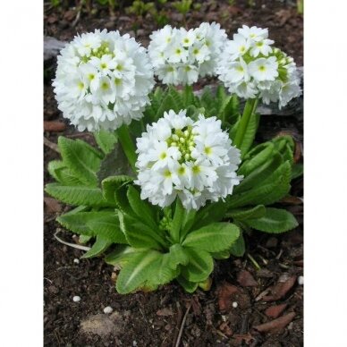 Drumstick Primrose 'Alba', C2