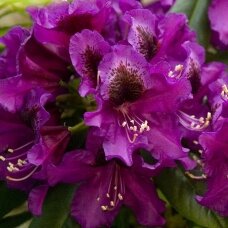 Rododendras 'Purple Splendour' C5