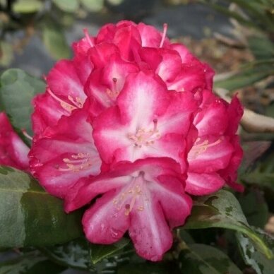 Rododendras 'Ann Lindsay' C5