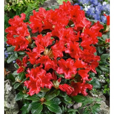 Rododendras 'Scarlet Wonder' C5