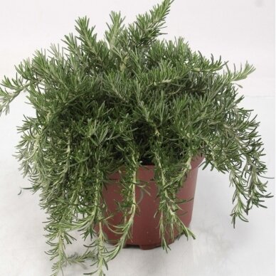 Creeping Rosemary 'Prostratus', C1