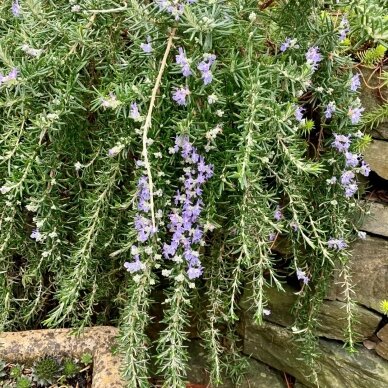 Creeping Rosemary 'Prostratus', C1 2