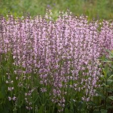 Salvia 'Eveline', C2