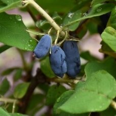 Honeyberry 'Indigo Yum' C2