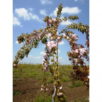 Japanese cherry 'Kiku-shidare-zakura', C10 2