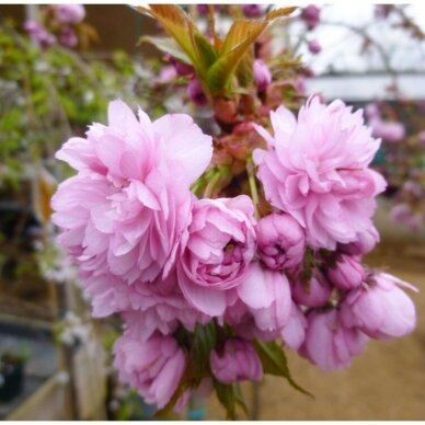 Japanese cherry 'Kiku-shidare-zakura', C10