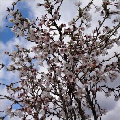 Japanese cherry 'Kojou-no-mai' C10 2