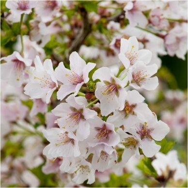 Japanese cherry 'Kojou-no-mai' C10