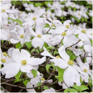 Flowering Dogwood C10