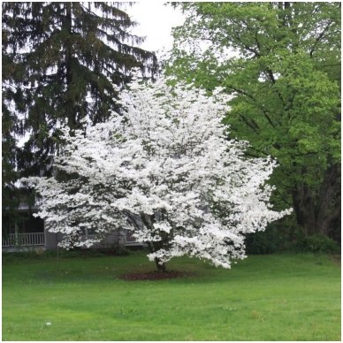 Flowering Dogwood C10 2