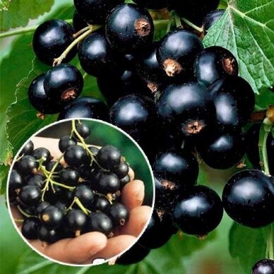 Black currant 'Jadrionaja' C2