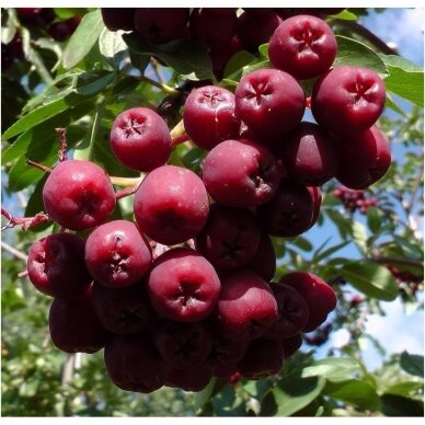 Rowan  'Desertnaja' ('Mitchurinskaja Desertnaja') C5 2