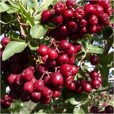 Rowan  'Desertnaja' ('Mitchurinskaja Desertnaja') C5