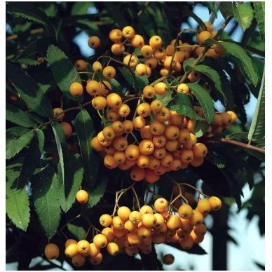 Rowan 'Golden Wonder' C10 2