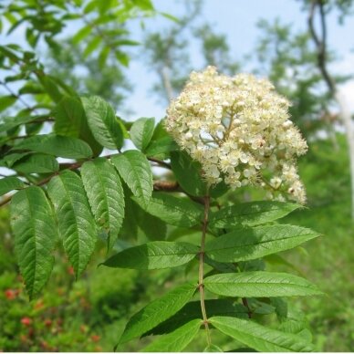 Japanese Sorbus C10 2