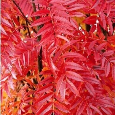 Japanese Sorbus C10