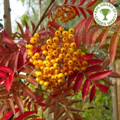 Šermukšnis paprastasis Autumn Spire 'Flanrock' C5