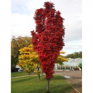 Šermukšnis paprastasis Autumn Spire 'Flanrock' C5 3