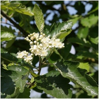 Swedish whitebeam C5 3