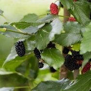 Mulberry 'Mojoberry', C5