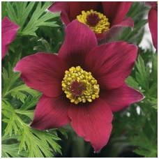 Pasque flower 'Dark Red'  C2