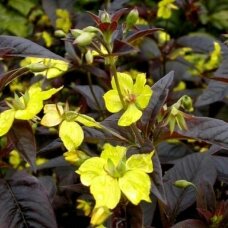 Fringed Loosestrife 'Firecracker' C2