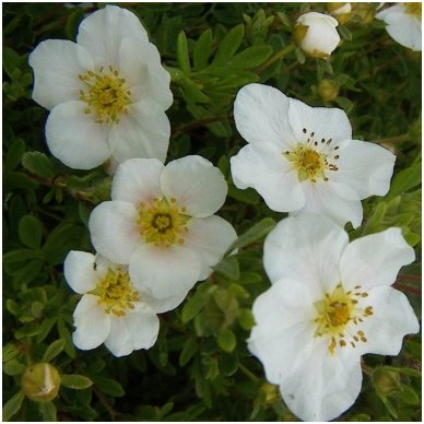 Shrubby cinquefoil 'Snowbird' C5