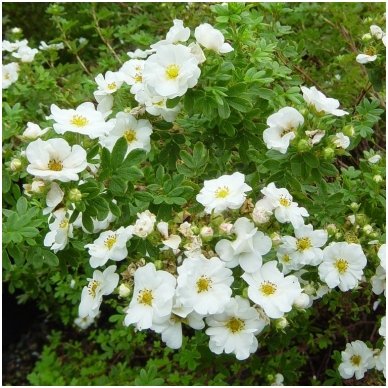 Shrubby cinquefoil 'Snowbird' C5 2