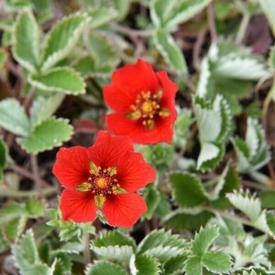 Potentilla atrosanguinea 'Red' C2