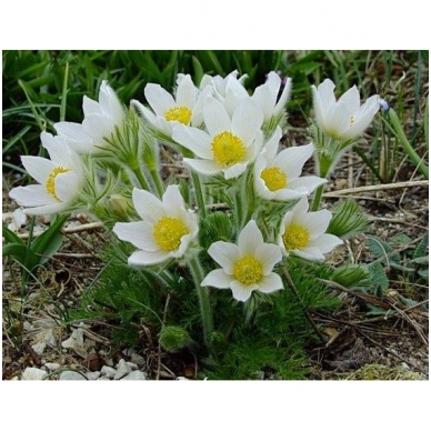 Pasque flower 'White' C2