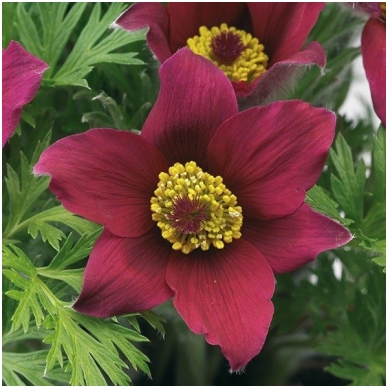 Pasque flower 'Dark Red'  C2