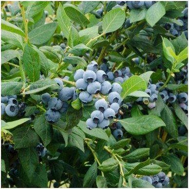 Blue huckleberry 'Brigitta',C2 2