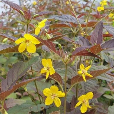 Fringed Loosestrife 'Firecracker' C2 2