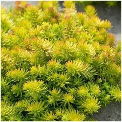 Sedum rupestre 'Angelina' C5