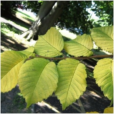 Smooth-leaved Elm 'Louis van Houtte', C15