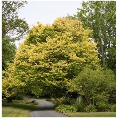 Smooth-leaved Elm 'Louis van Houtte', C15 2