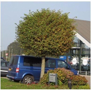 Skirpstas paprastasis 'Umbraculifera' C30