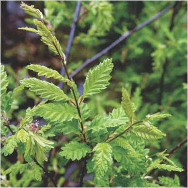 Skroblas paprastasis 'Quercifolia' C10