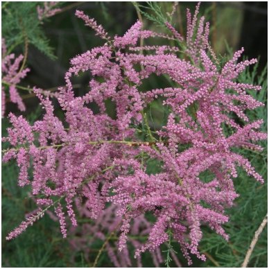 Smallflower tamarisk C5