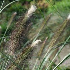 Fountain Grass 'Magic', C2