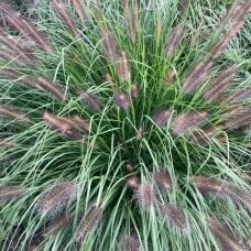 Fountain Grass 'Viridescens', C3