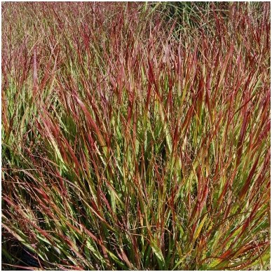 Amur silver-grass 'Shenandoah'